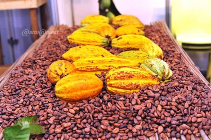 Côte d’Ivoire prepares for new coffee and cocoa farmgate prices at the 10th JNCC