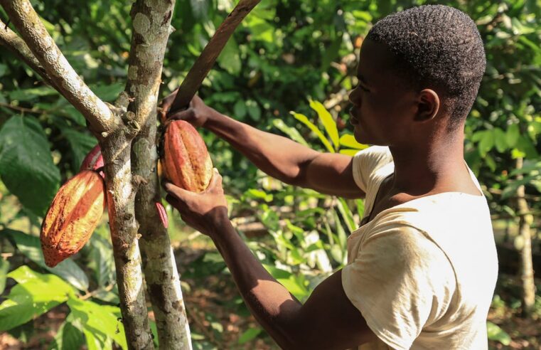 Cameroon cocoa farmers seek brighter prospects amid challenges