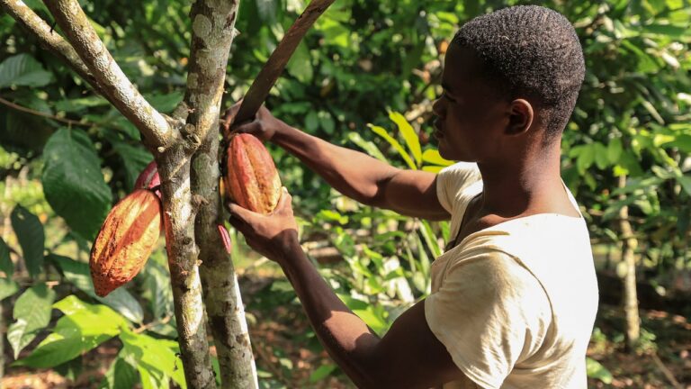 Cameroon cocoa farmers seek brighter prospects amid challenges