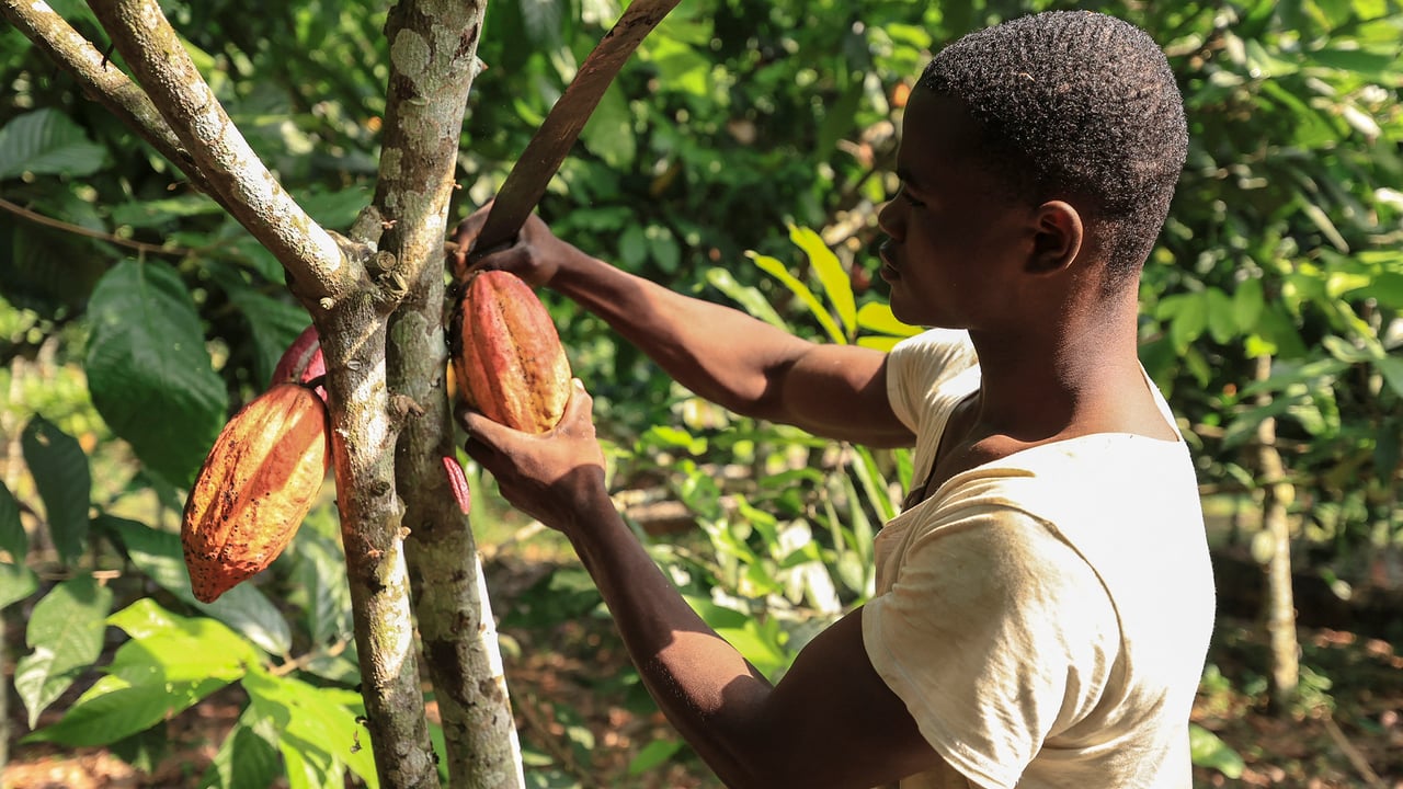 Cameroon cocoa farmers seek brighter prospects amid challenges