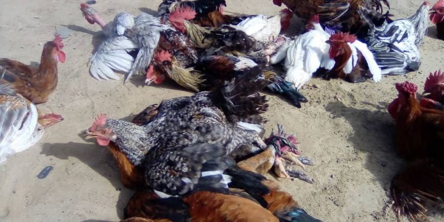 Ati market in Chad where poultry prices have surged