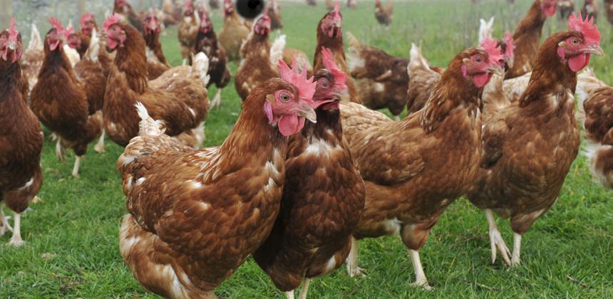 Gabon’s poultry import ban: the fallout in Washington and what comes next