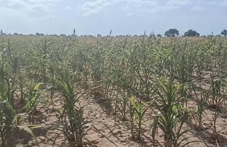 In Tougan, Burkina Faso’s maize growers sell at a loss as credits push some toward the border