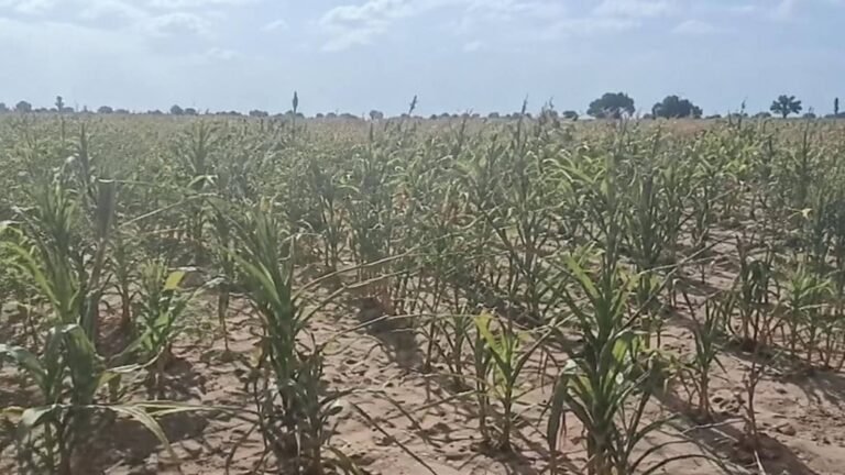 In Tougan, Burkina Faso’s maize growers sell at a loss as credits push some toward the border