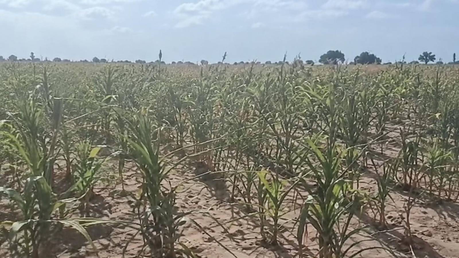 In Tougan, Burkina Faso’s maize growers sell at a loss as credits push some toward the border