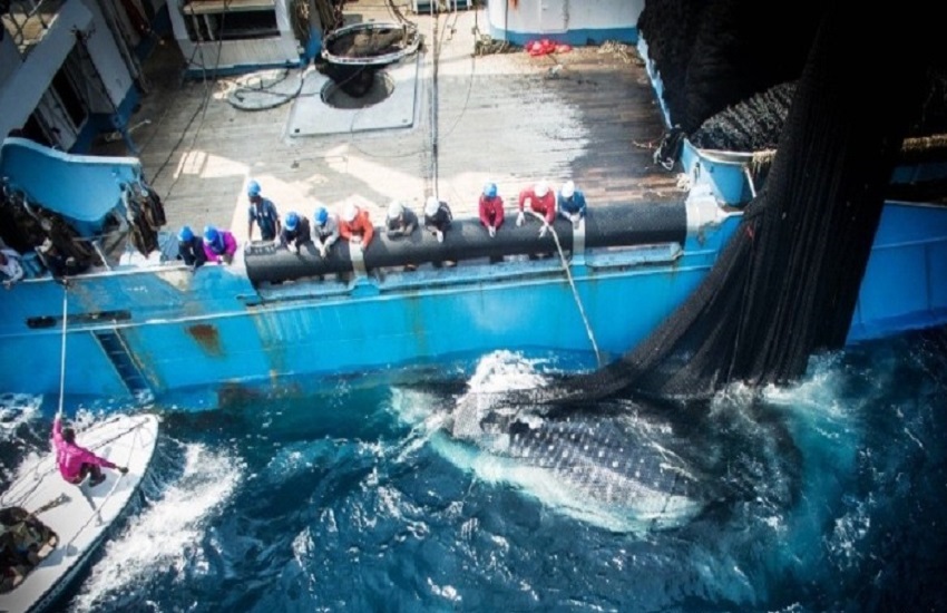 Gabon-EU fisheries talks: the fallout, the debate, and what comes next