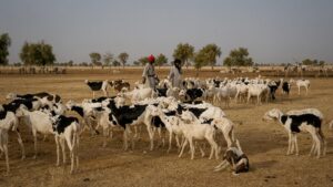 Mali’s livestock export ban reveals deeper state failure to address meat price crisis