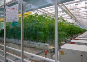 Togo’s bold leap: Shaanxi partnership heralds agricultural transformation